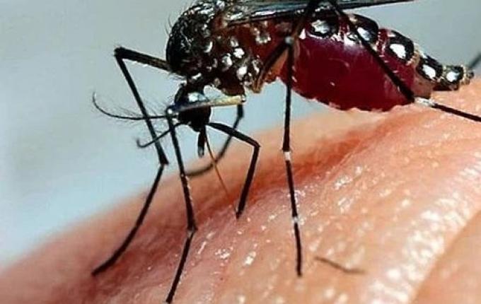 Brasil ultrapassa marca de mil mortes por dengue em 2025