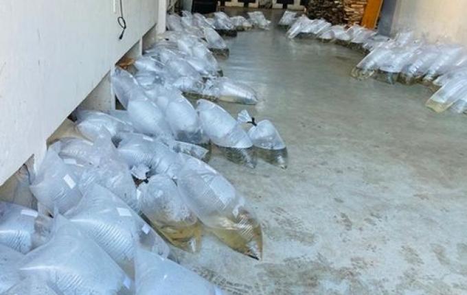 Produção de peixe apresenta redução em Itapiranga