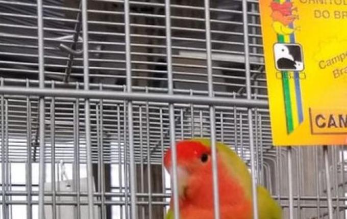 Associação Ornitológica de Iporã do Oeste irá participar da Copa Brasil de Ornitologia