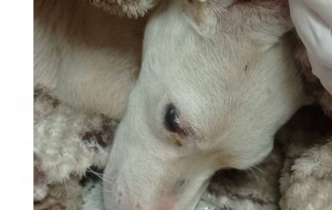 Fênix denuncia descarte de animais em estrada entre São Lourenço e Vitorino