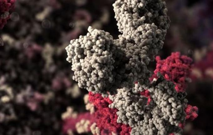 Covid-19: assintomáticos podem ter proteção imunológica mais fraca