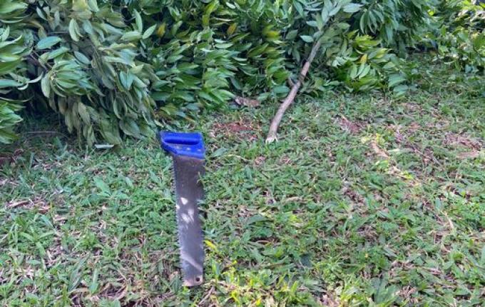 Idoso fica gravemente ferido ao cair de árvore em São Miguel do Oeste