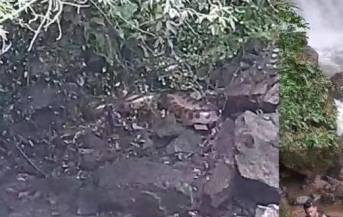 Turistas se assustam com sucuri monstra em cachoeiras