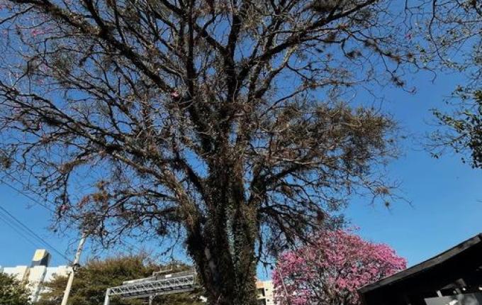 Ipê recebe poda para combater galha e promover preservação ambiental em São José do Cedro