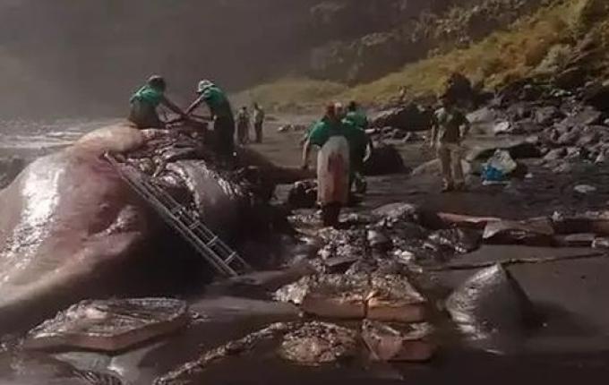 Professor encontra ‘vômito de baleia’ avaliado em R$ 2,4 milhões