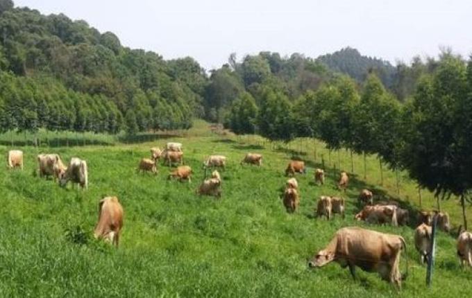 EPAGRI organiza grande evento sobre bovinocultura de leite no Extremo Oeste