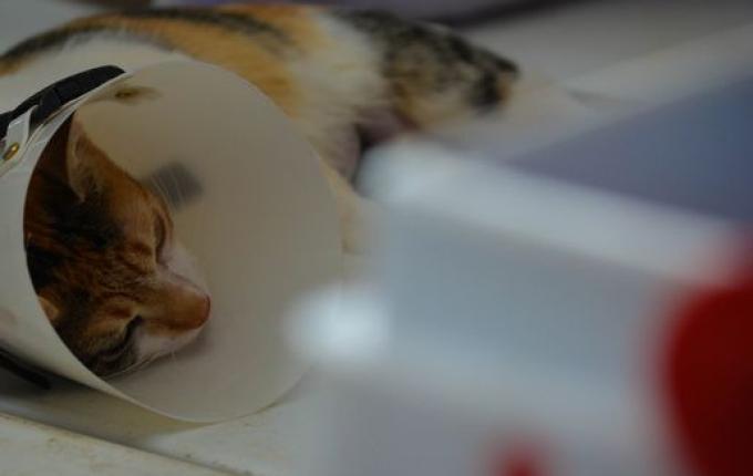 Mutirão de castração em Paraíso atende mais de 160 animais