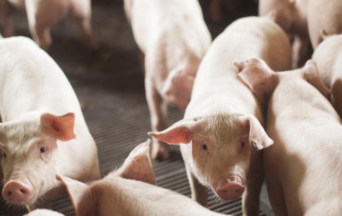 Exportações de SC para Argentina crescem 25% e ajudam estado a bater recorde histórico