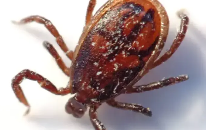 Homem é picado por carrapato e morre com infecção cerebral rara