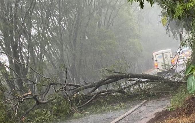 Vento forte causa queda de árvore e interdita trânsito