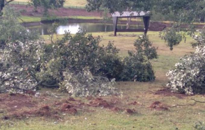 Chuva acompanhada de vento derruba árvores
