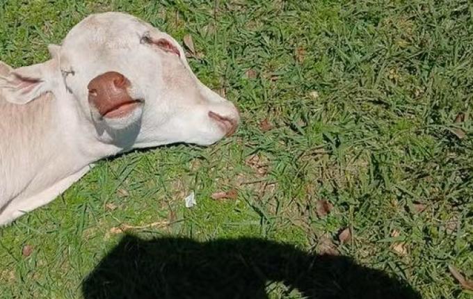 Morre bezerra com duas cabeças que nasceu em Belmonte