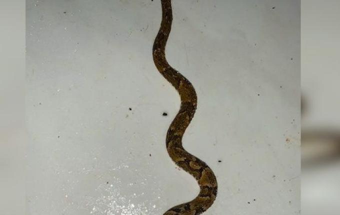 Jovem encontra cobra venenosa em moto no interior de Descanso