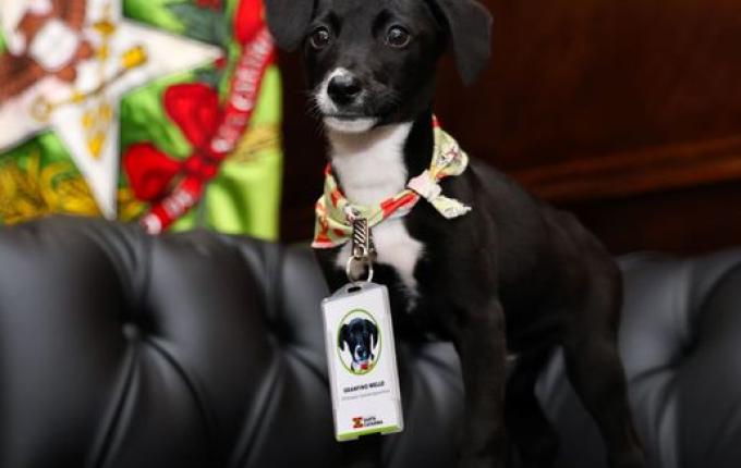 Santa Catarina vai castrar mais de 80 mil cães e gatos em 273 cidades