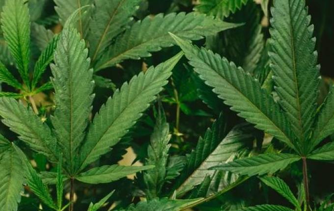 Após decisão do STF sobre maconha, CNJ prepara um pente-fino para corrigir prisões