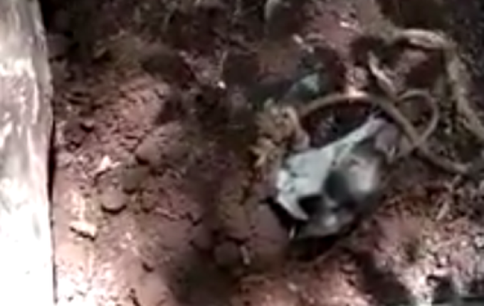 Vídeo: Homem tenta matar cachorra a pauladas e enterra animal ainda vivo em Cunha Porã