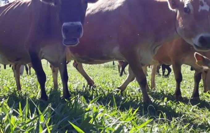 Veterinário aponta estratégias para aliviar calor dos animais durante o verão