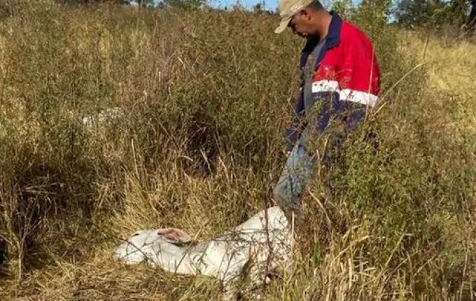 Mais de mil cabeças de gados morrem de frio em MS; prejuízo estimado é de R$ 3 milhões