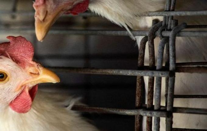 Japão suspende importação de aves de Santa Catarina