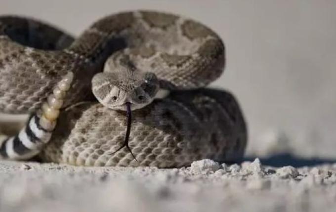 Conheça as 4 cobras peçonhentas típicas de SC que podem ‘parar o seu cérebro’