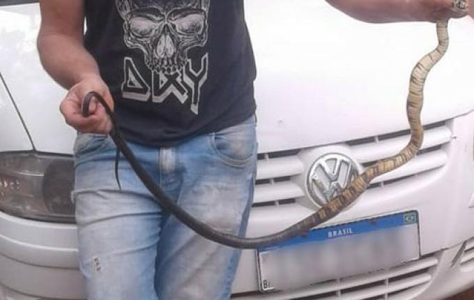 Cobra é encontrada dentro de carro em Pinhalzinho