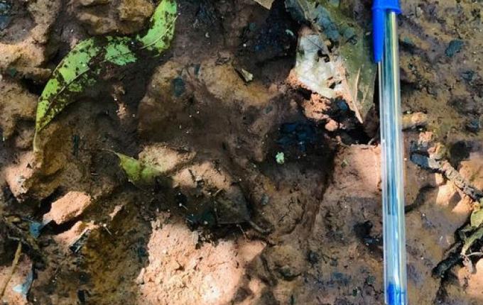 Leão é visto solto em cidade do Paraná