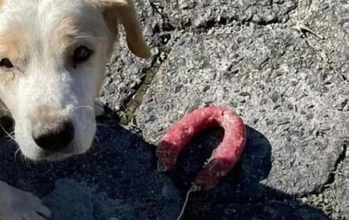 Cachorro é flagrado entrando em padaria e roubando salame; vídeo