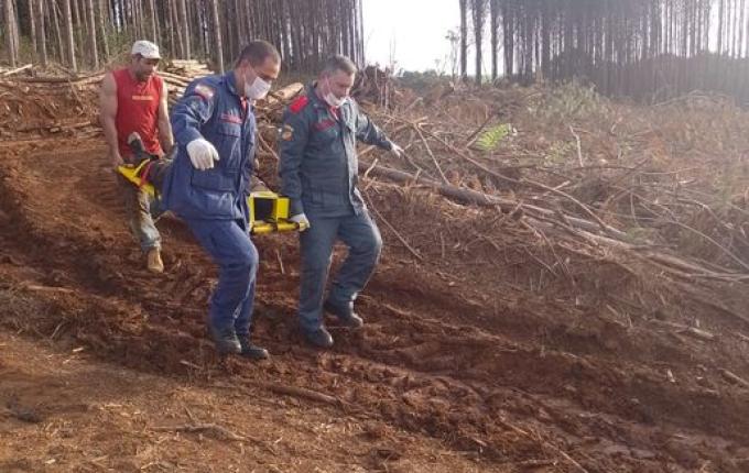 Trabalhador fica ferido durante corte de árvore no interior