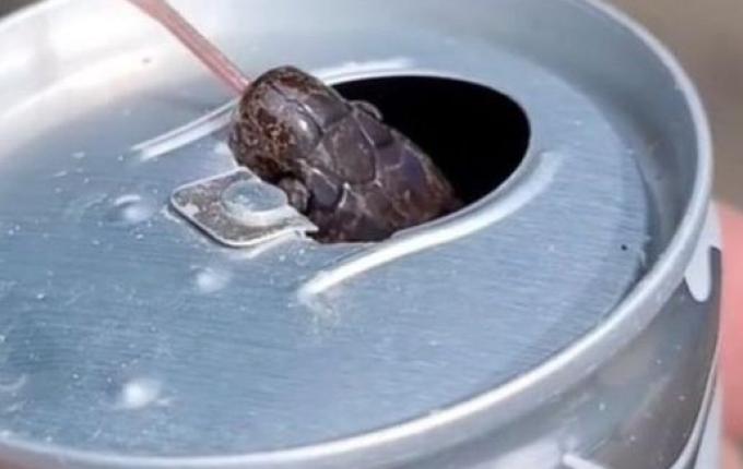 VÍDEO: Cobra é encontrada dentro de latinha de energético em SC