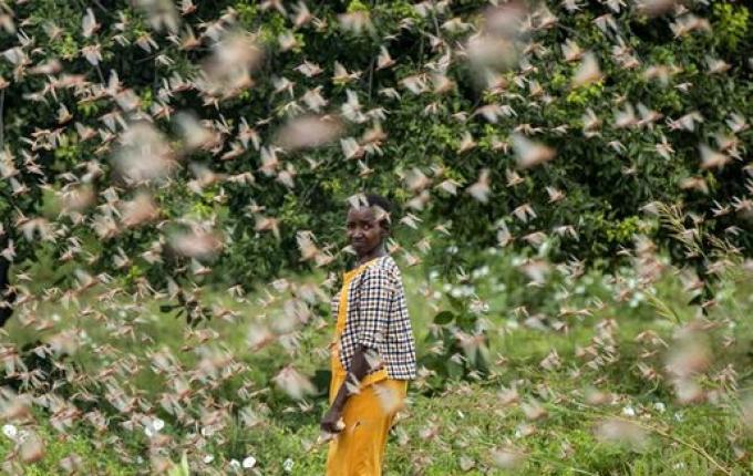 Nuvem de gafanhotos causam enormes prejuízos pelo mundo