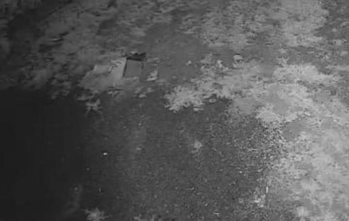 Onça-parda pode ter sido flagrada em propriedade rural, diz PMA