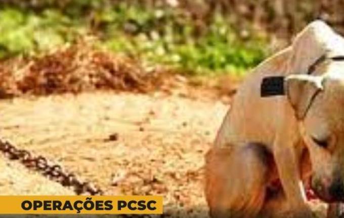 Polícia Civil prende homem por maus-tratos contra animais
