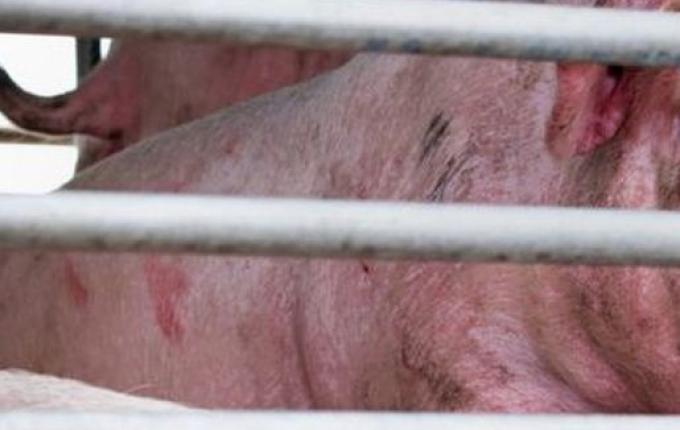 Novo vírus da gripe com 'potencial pandêmico' é encontrado na China