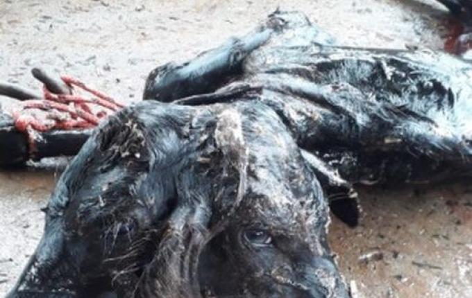 Bezerro com duas cabeças nasce em Salgado Filho