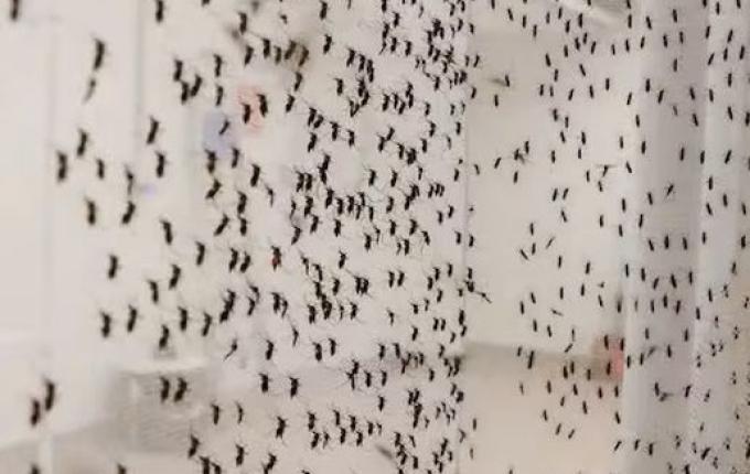 Dengue faz 4.500 vítimas em seis meses e bate recorde histórico no Brasil