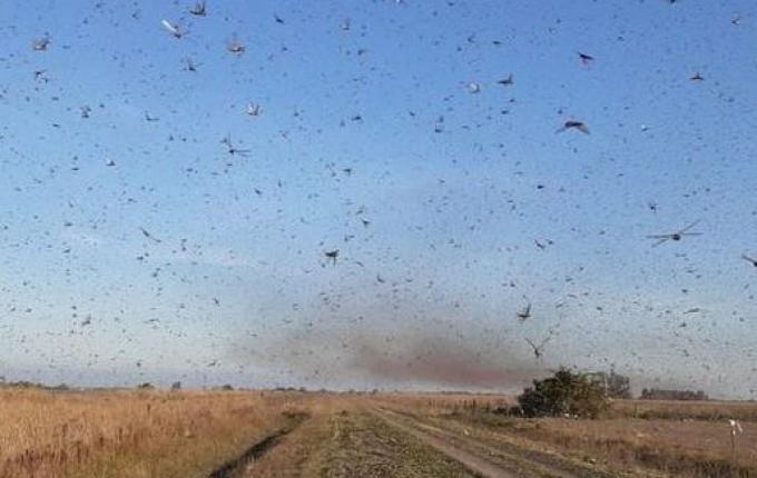 Nuvem de gafanhotos pode chegar ao Rio Grande do Sul na próxima quarta-feira