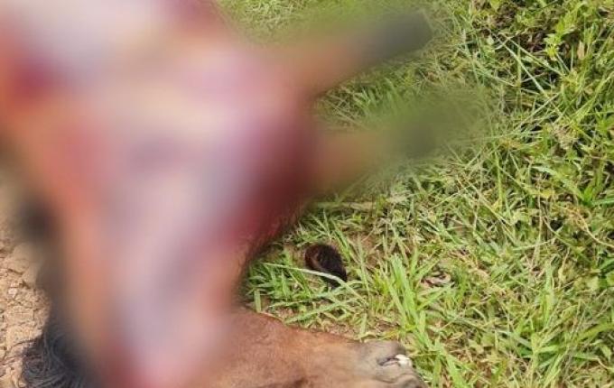 Cavalo é achado morto com patas cortadas e couro arrancado