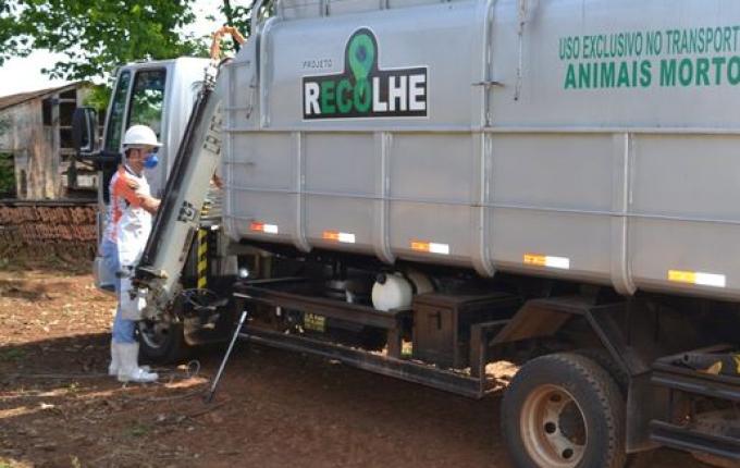 Projeto de recolha de carcaças de animais segue sem previsão de retomada