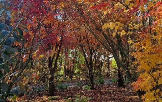 Engenheiro Agrônomo do Clima Terra cultiva árvores de clima temperado