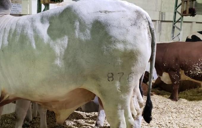 Exposição de animais será destaque na 15ª Efacitus, em Tunápolis