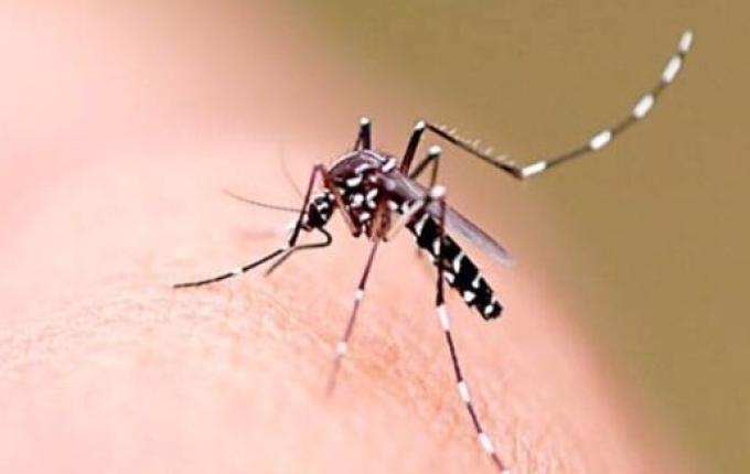 Dengue segue em crescimento acelerado em SC com mais de 2,1 mil casos prováveis em 20 dias