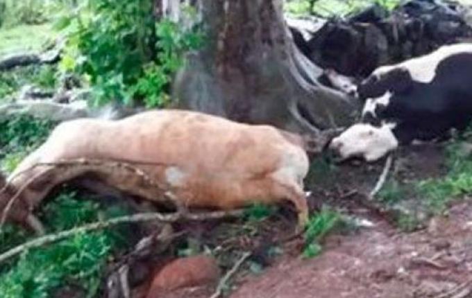 Raio mata animais e deixa mulher ferida no Oeste