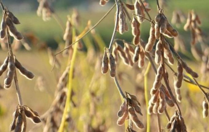 Produção agrícola de SC alcança R$ 19 bilhões em cenário com recuo de 13%, aponta IBGE