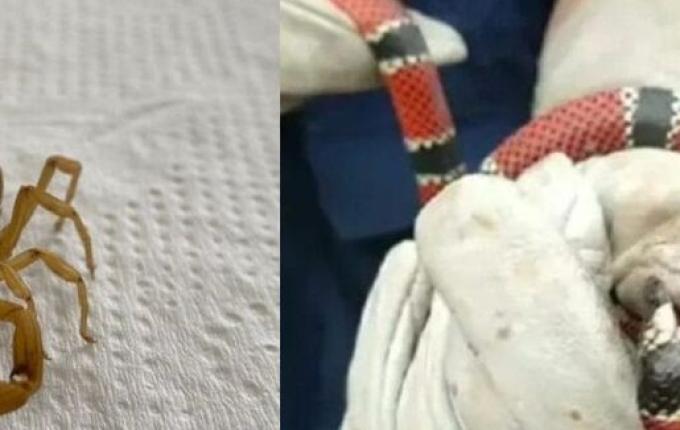 SC teve quase 2 mil acidentes com animais peçonhentos em 2025