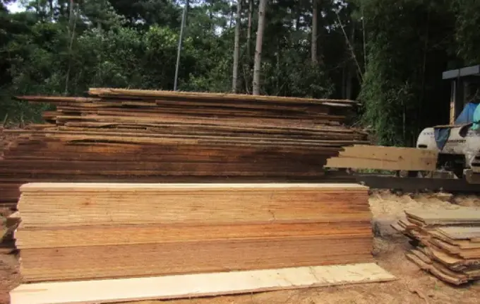 Polícia Militar Ambiental esclarece dúvidas quanto à exploração de madeira exótica e nativa