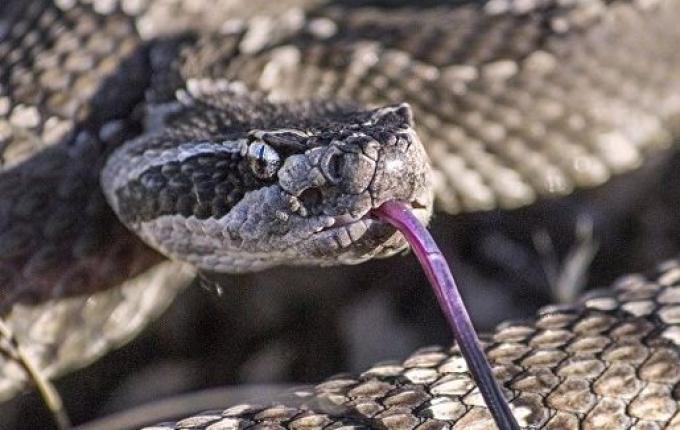 Homem picado por cobra passa por cirurgia e tem braço amputado