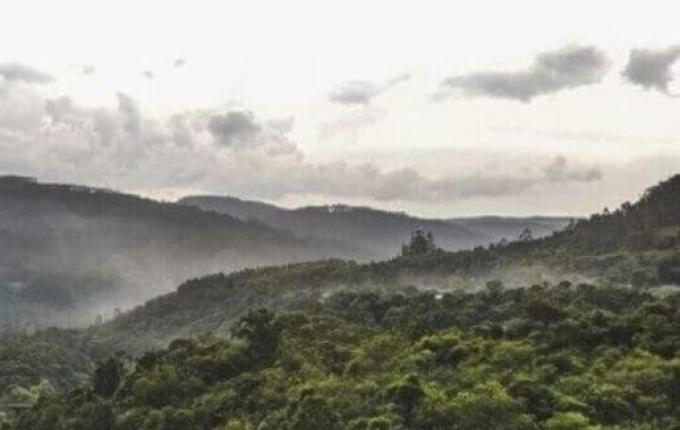 SC reduz desmatamento da Mata Atlântica em 12%, mas perda de restingas gera alerta