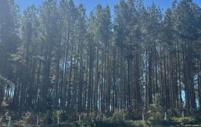 SC tem quase 1 milhão de hectares de florestas plantadas, aponta pesquisa