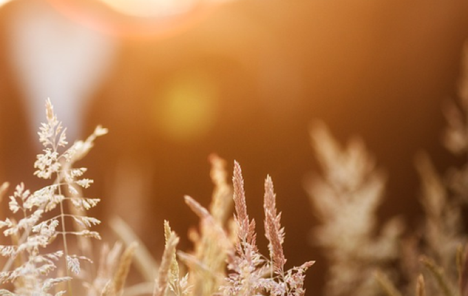 Produção da safra de grãos deve chegar 313 milhões de toneladas