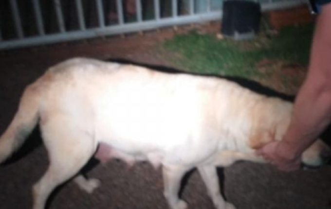 Homem suspeito de matar nove filhotes de cachorro a pauladas é denunciado